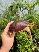 McCord's Box Turtle Adult Male