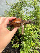 Spiny Hill Turtle CB 2025