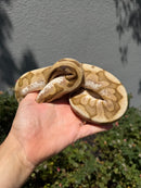 Banana Ball Python Mixed Morph Female
