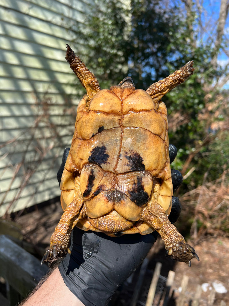 Libyan Greek Tortoise Adult Male