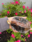 Twist-necked Turtle LTC Female
