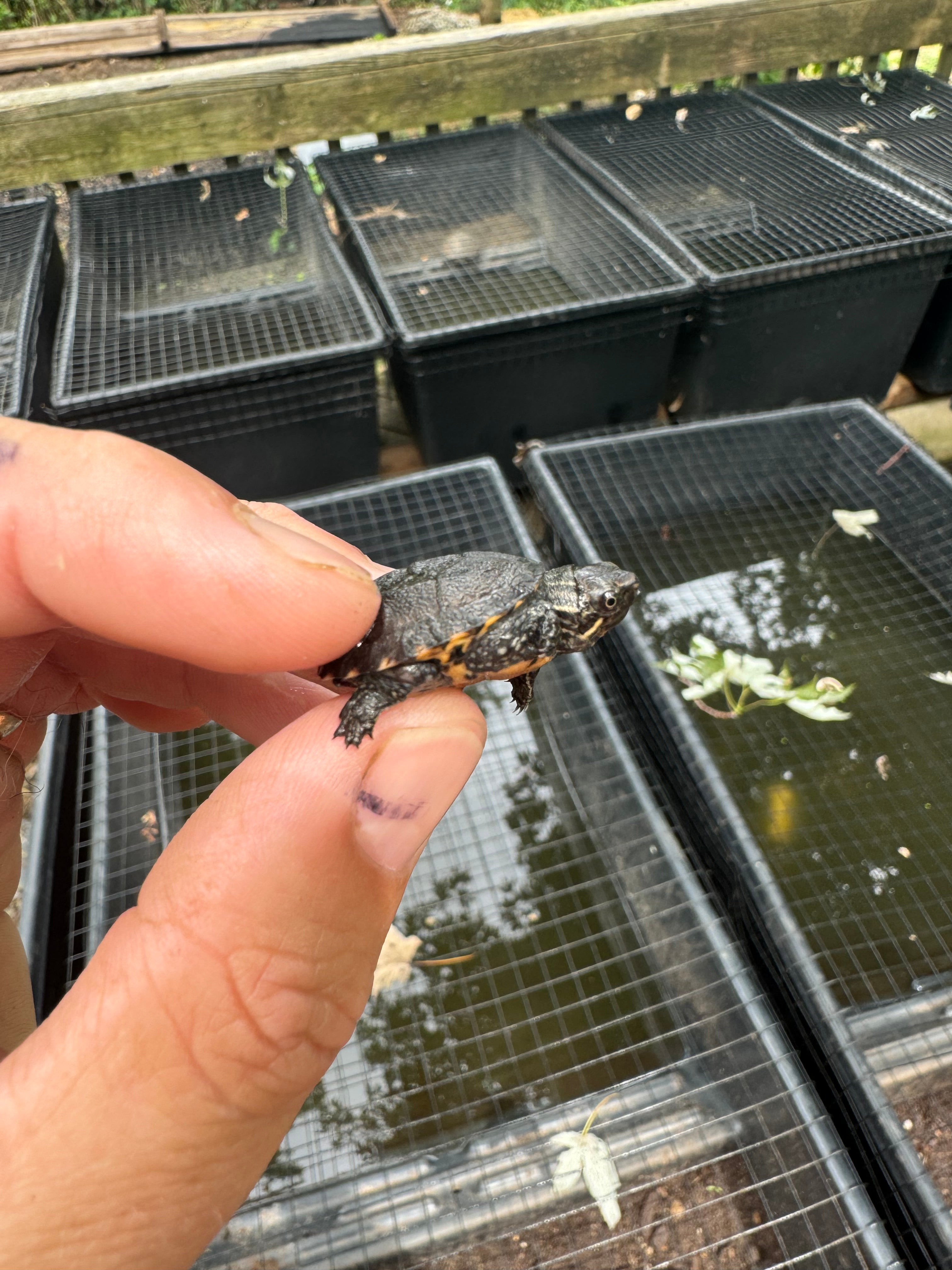 Razor backed Musk Turtle X Stinkpot Musk Turtle Hybrid Baby For Sale ...