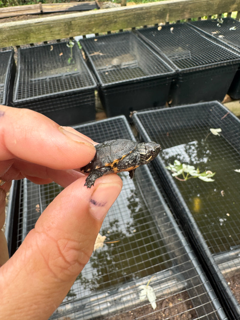 Razor backed Musk Turtle X Stinkpot Musk Turtle Hybrid Baby 2024