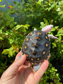 Ornate Diamondback Terrapin Female