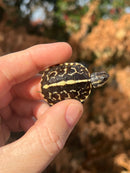 HI YELLOW Florida Box Turtle Baby
