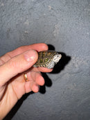 Hi White Concentric Diamondback Terrapin 2025