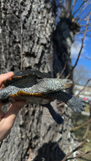 Adult Northern Diamondback Terrapin Female