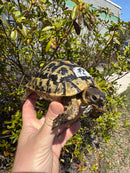 Libyan Greek Tortoise Adult Male