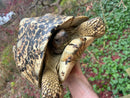South African Giant Leopard Tortoise Adult Female