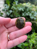 Yellow Flame Baby Florida Red Bellied Turtle