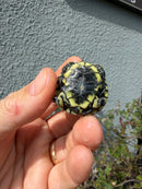 West Coast Pond Turtle Baby