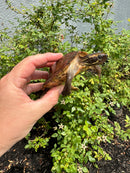 Flat Shell Turtle Juvenile Female 2025