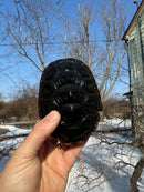 Mississippi Female Map Turtle Adult X Mississippi Diamondback Terrapin Adult Male BREEDING PROJECT