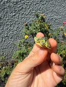 Pastel Clown Yellow Bellied Turtle 2026