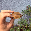 Vietnamese Three-striped Box Turtle