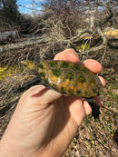 Japanese Pond Turtle 1.3 (Mauremys japonica) (Priced As Group