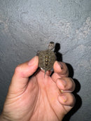 Hi White Concentric Diamondback Terrapin 2024