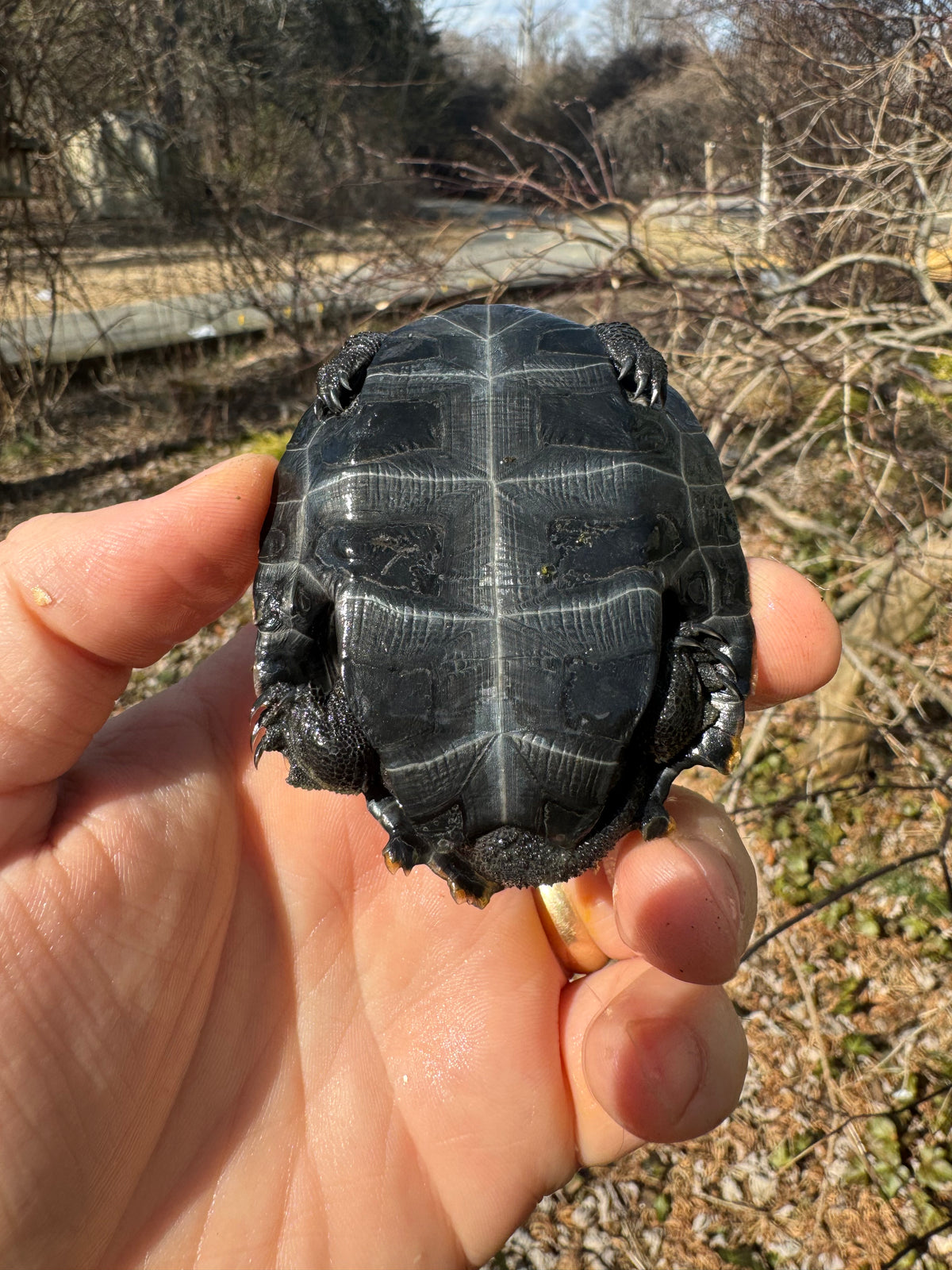 Japanese Pond Turtle Adults For Sale | American Reptile Distributors