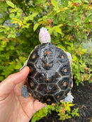 Ornate Diamondback Terrapin Female