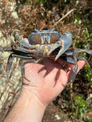Trinidad Electric Blue Giant Land Crab (Cardisoma guanhumi)