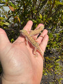 Giant Dune Gecko Adults (Stenodactylus petrii)