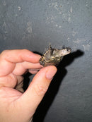 Hi White Concentric Diamondback Terrapin 2024