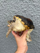 Hypomelanistic Common Snapping Turtle 2024
