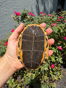 Twist-necked Turtle LTC Female