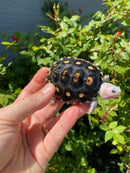 Ornate Diamondback Terrapin Female