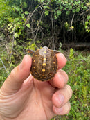 Hi Color Yellow Baby Eastern Box Turtle
