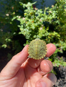Mitch Clown Red Eared Slider Turtle