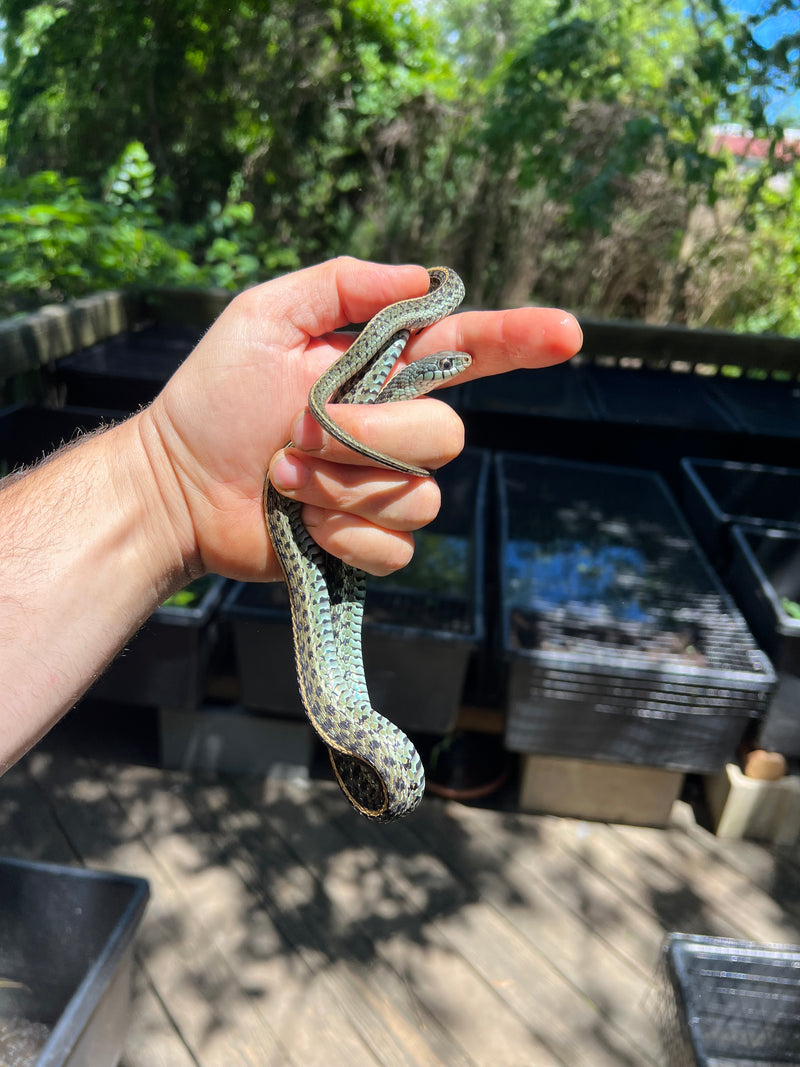 Florida Blue Garter Snake Adult Male