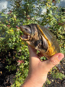 Pacific Giant Musk Turtle Adult Female
