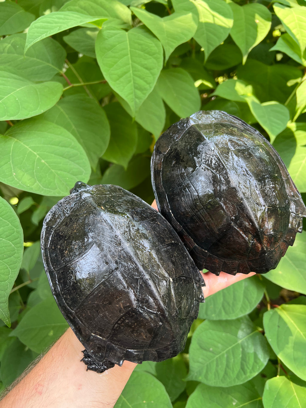 Aff Turtle Black Marsh Turtles For Sale | American Reptile Distributors