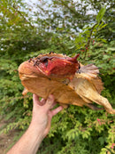 Hi Red Mata Mata Male