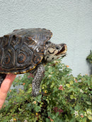 Concentric Diamondback Terrapin Adult Female