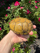 Yellow Mud Turtle Adult Female