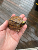 Golden Coin Box Turtle 2023