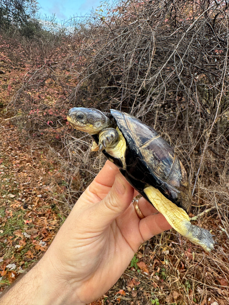 African Dwarf Mud Turtle Adult Female