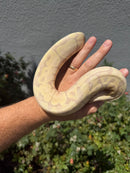 Banana Ball Python Mixed Morph Female