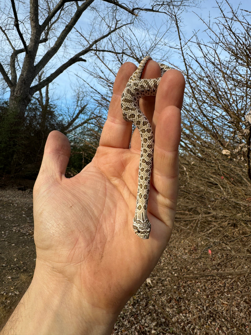 Arctic Western Hognose Snake Female