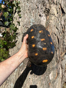 Barbados Red Foot Tortoise Adult Pair