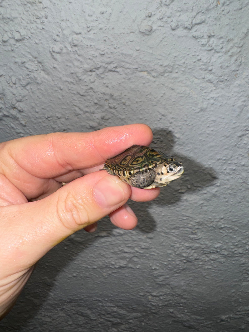 Hi White Concentric Diamondback Terrapin 2024