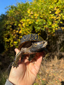 Florida Box Turtle Adult Male