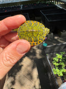 Orange Flame Baby Florida Red Bellied Turtle 2025