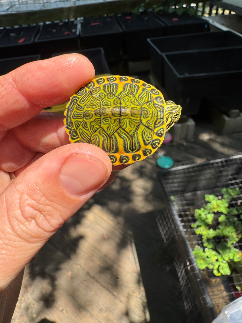 Orange Flame Baby Florida Red Bellied Turtle 2025
