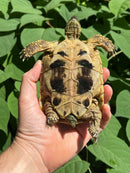 Eastern Hermann's Tortoise Female