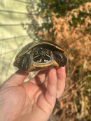 Malayan Snail-eating Turtle Adult Male