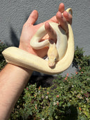 Banana Ball Python Mixed Morph Female