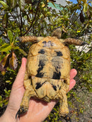 Libyan Greek Tortoise Adult Female